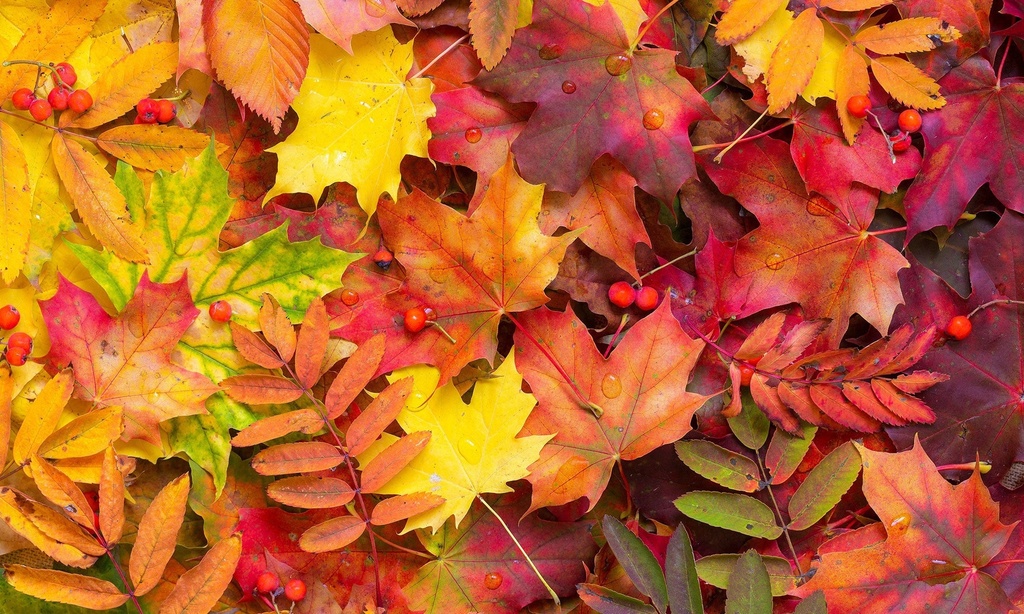 Autumn Color Collision Vinyl Placemats (set of 4)